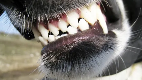Şi-a parcat maşina în spatele blocului,dar când a văzut ce se întâmplă cu ea şi-a pus mâinile în cap