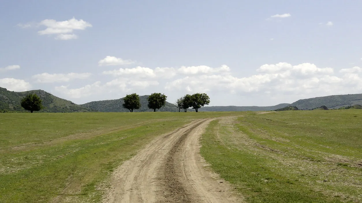Imagini apocaliptice: un câmp din Brăila, plin cu păsări moarte. Explicaţia?