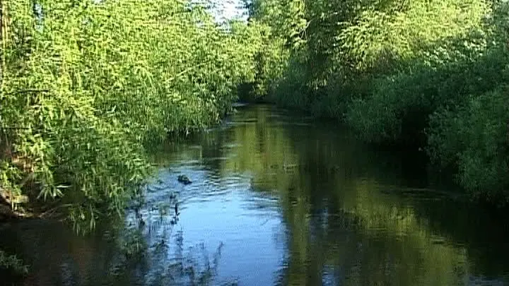 Cinci turişti au fost răniţi în Delta Dunării