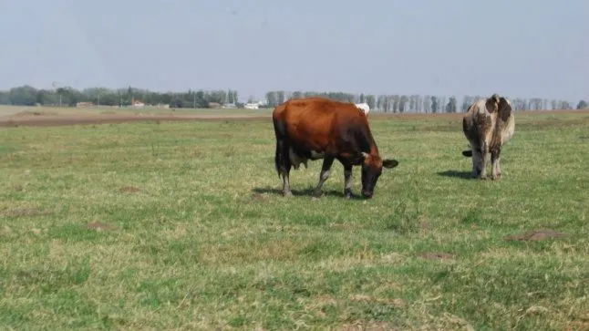 Descoperire uluitoare făcută de un bărbat, pe un izlaz din Vrancea. Au 2.400 de ani!
