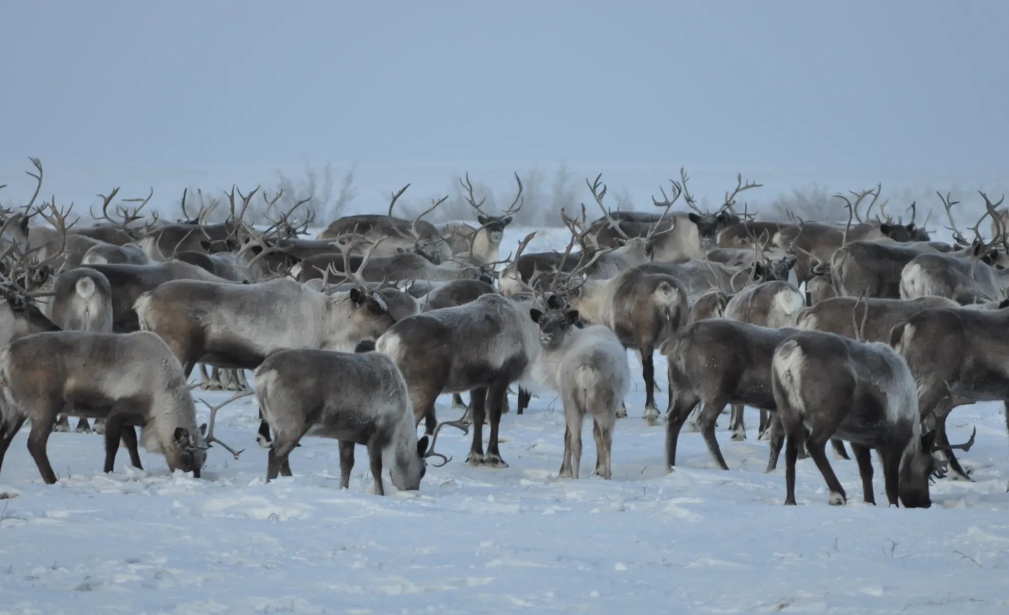 Focar de antrax în nordul Siberiei. Autorităţile ruse sunt în alertă
