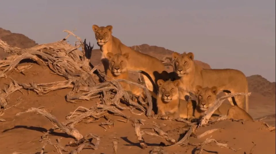 ''Cei Trei Muşchetari'', cei mai celebri lei din Namibia, au fost omorâţi de către un fermier