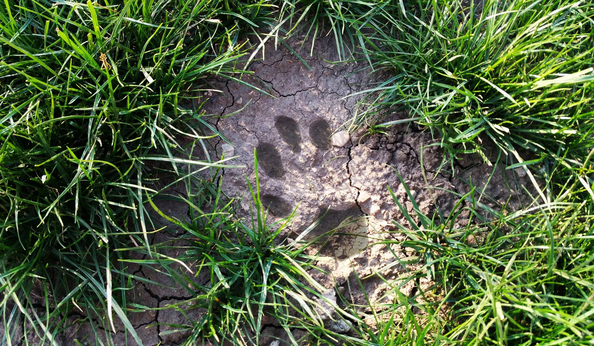 Panică în Neamţ: locuitorii unui sat spun că sunt terorizaţi de un LEU. A ucis deja zeci de animale
