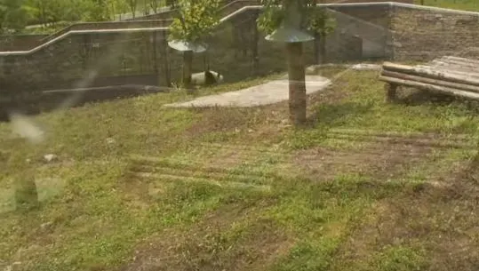 Acesta este viralul momentului! Ce face un pui de urs panda atunci când îl laşi singur?