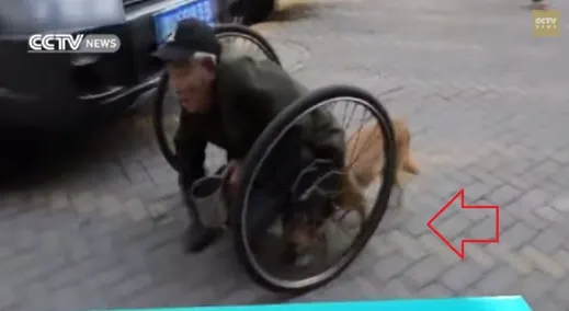 Un câine îşi plimbă stăpânul imobilizat în scaunul cu rotile. Povestea celor doi, cutremurătoare!