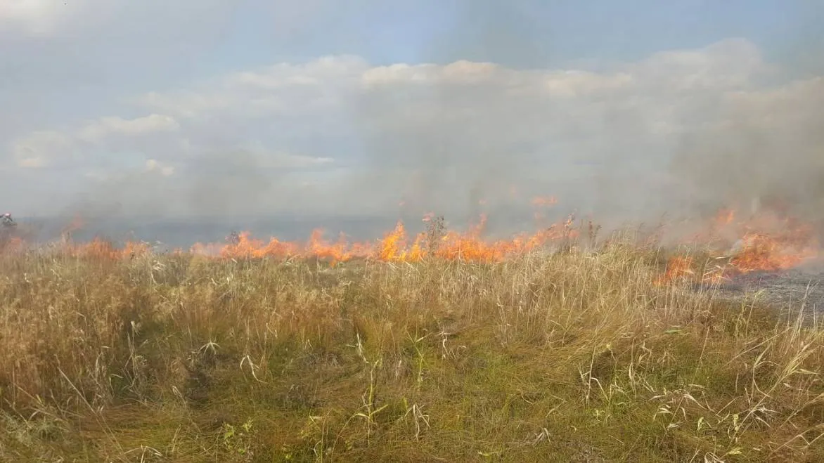 Incendiu de proporţii în Rezervaţia Delta Dunării. 70 de hectare de vegetaţie, afectate