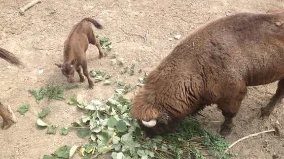 Sărbătoare mare la Grădina Zoologică din Reșița. S-a născut primul zimbru în captivitate
