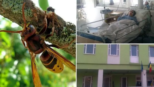 Moarte teribilă pentru un bărbat din Arad, atacat de viespi uriaşe ucigaşe