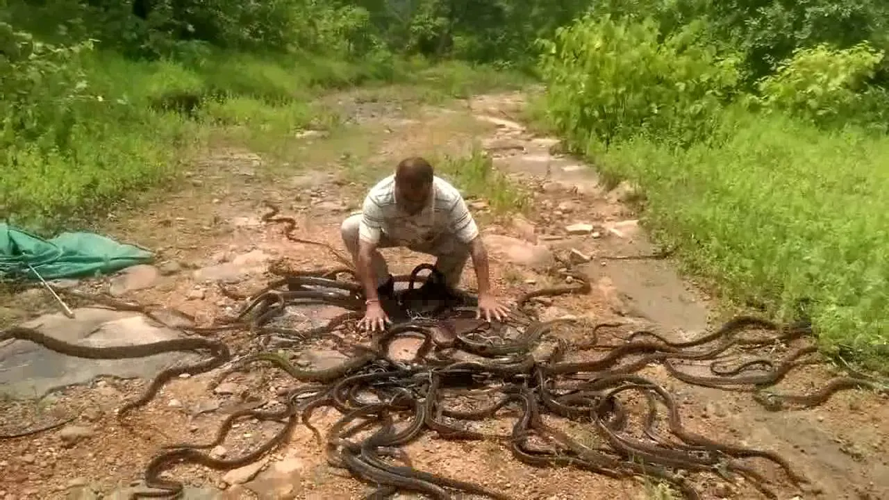 Cea mai ciudată meserie din lume. Prinde şerpii din casele oamenilor. Apoi, merge în pădure şi...
