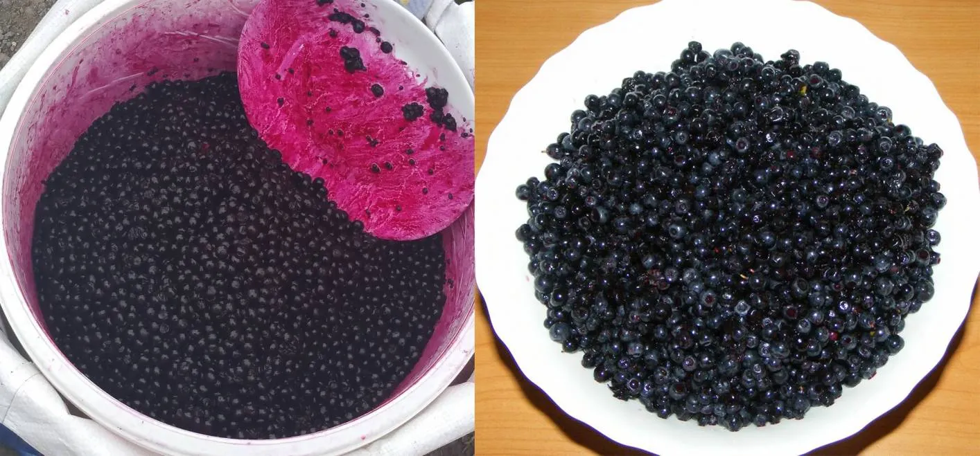 Atenţie! Otravă vândută sub formă de fructe, într-o piaţă din România