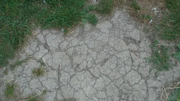 A ieşit să-şi plimbe câinele, dar a dat peste o CREATURĂ ÎNFIORĂTOARE! Zăcea în iarbă şi o fixa