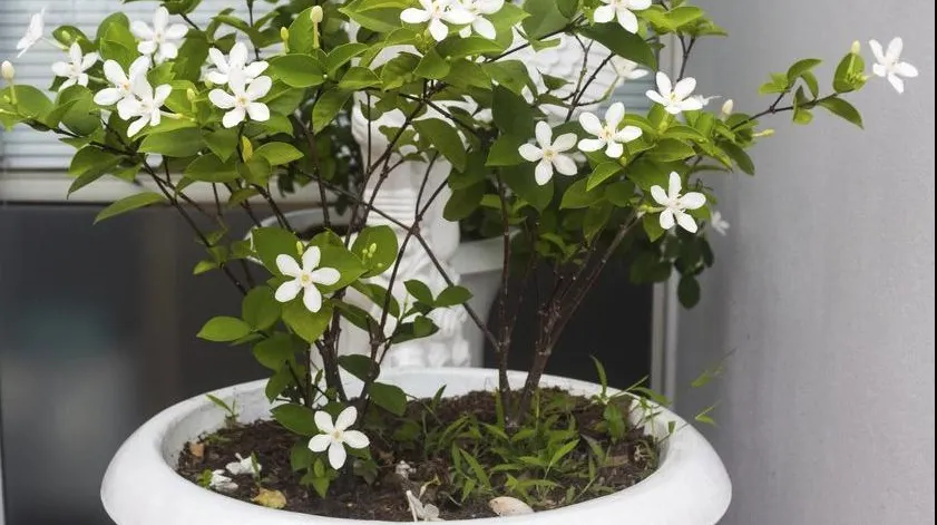 Mirosul acestei plante acționează ca un  calmant. Care este floarea cu efect analgezic