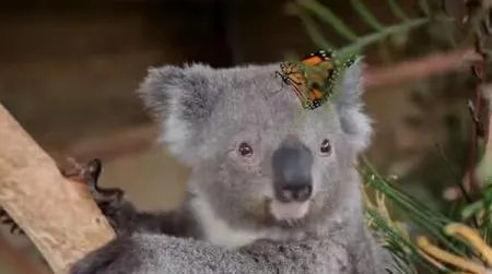 Viralul momentului! Un koala și un fluture multicolor au făcut deliciul internauţilor