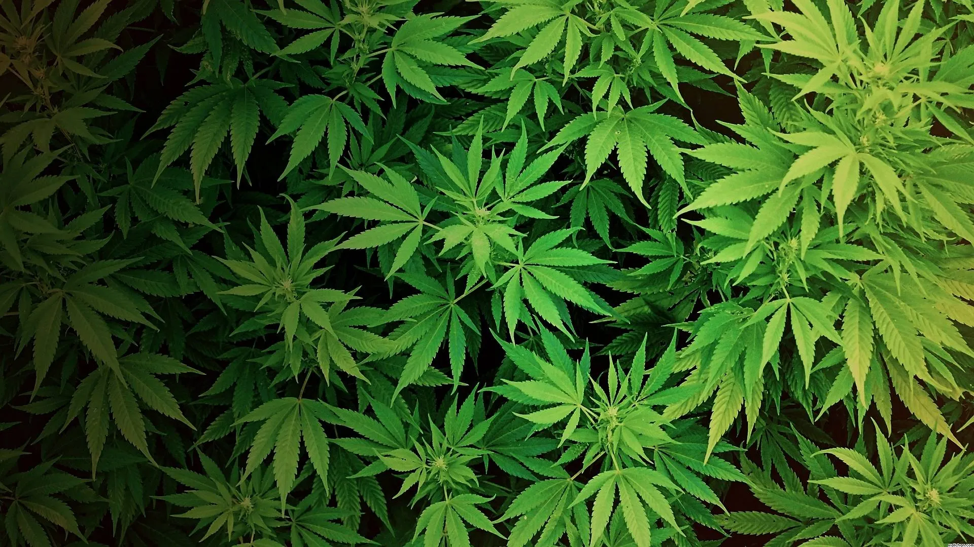 Cel mai mare cercetător canadian în domeniul depresiei: marijuana tâmpeşte!