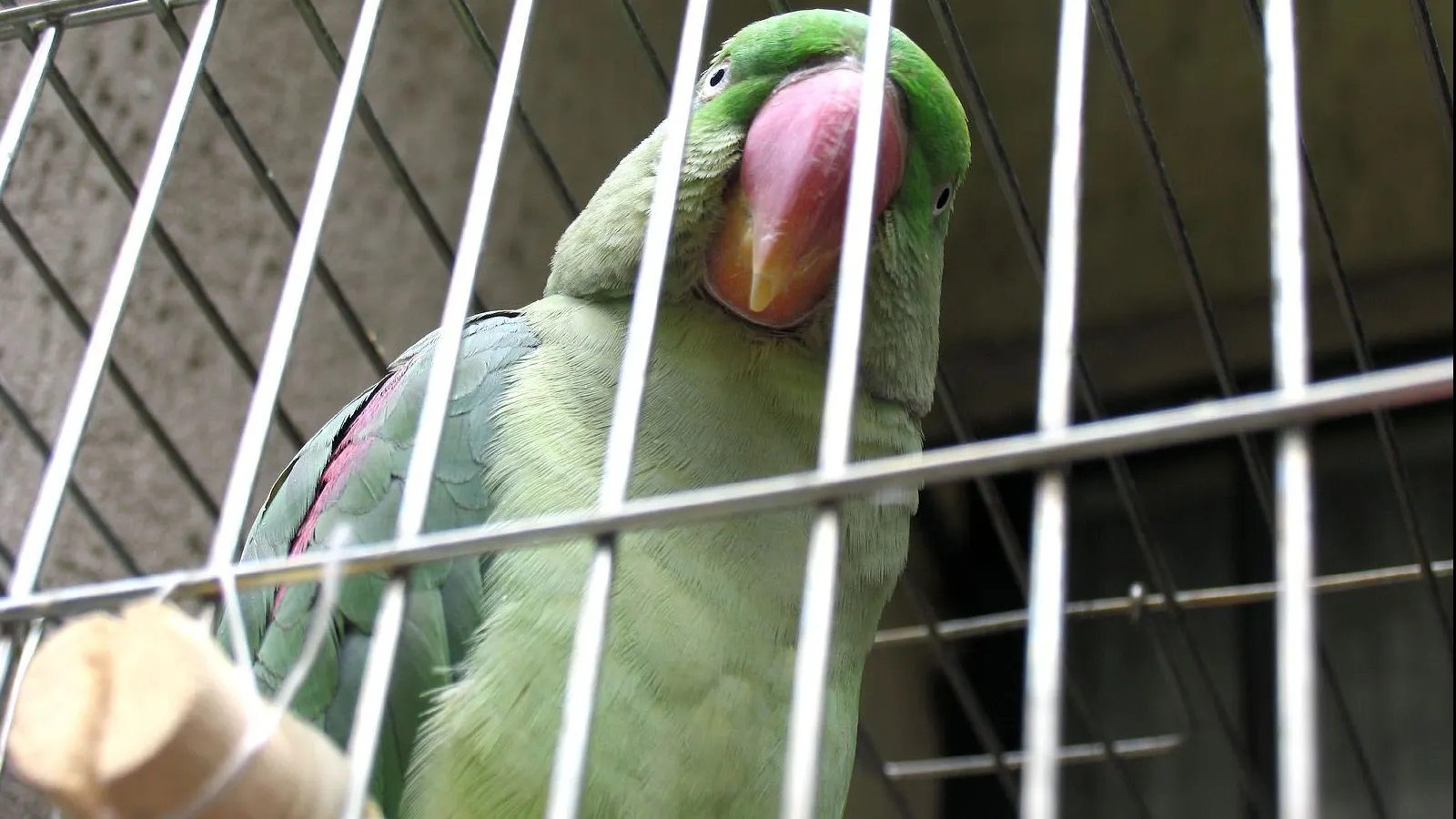 Şi-a înşelat soţia cu menajera. Papagalul este cel care a scos la iveală totul