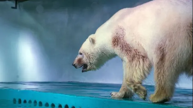 Ce se va întâmpla cu ”cel mai trist urs polar din lume”, aflat la un zoo din China