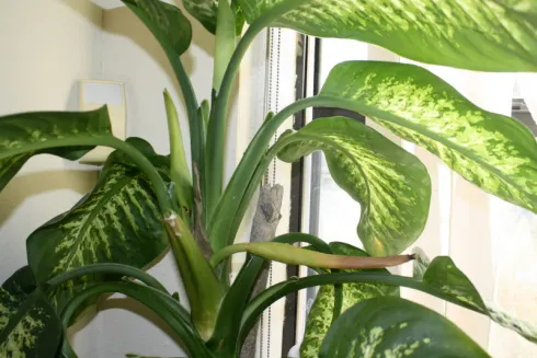 Ai această plantă în casă? Arunc-o imediat! Iată ce se spune despre ea