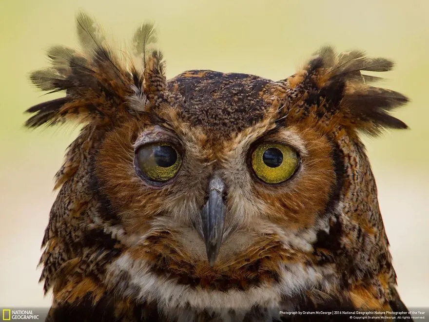 IMAGINI MAGNIFICE: Cele mai bune fotografii la concursul National Geographic Nature