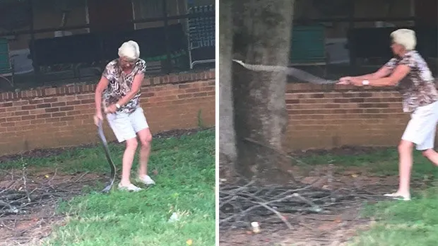 O bunicuţă apucă un şarpe cu mâinile goale. Ce urmează, e şocant! Imagini greu de pivit!