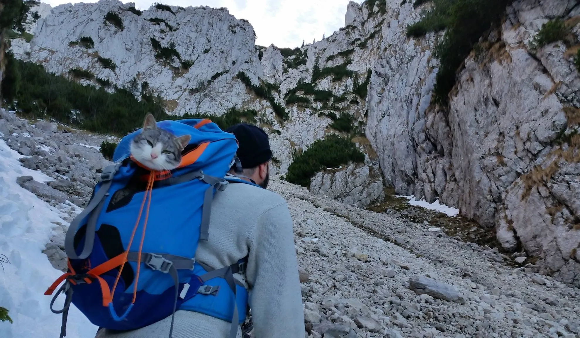 Un pisoi a urcat cu un grup de alpinişti în munţii Piatra Craiului şi a primit numele "Curaj"