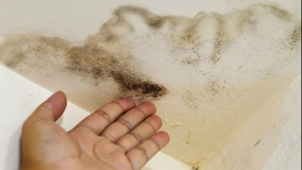 Cum să scapi de mucegai fără ajutorul chimicalelor. Pentru totdeauna
