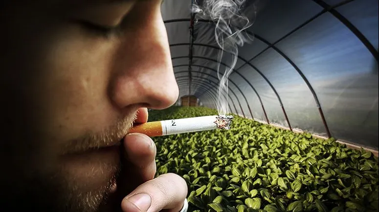 Planta care absoarbe fumul de țigară din casă