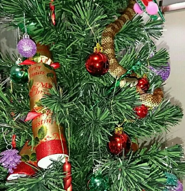 Au împodobit bradul şi când s-au uitat mai atenţi, au descoperit ceva şocant