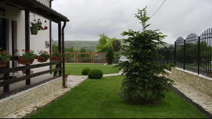 Ce se întâmplă dacă plantezi un brad în curte? Este mai rău decât credeai