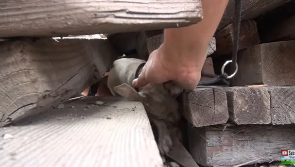 Credeau că au salvat o mamă cu cei trei căţei ai ei, dar au greșit. Ce era, de fapt!
