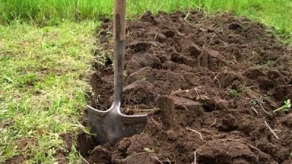 Săpa în grădină, când a auzit un șuierat din pământ. A dat câteva lopeți și a văzut grozăvia