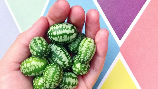 CUCAMELONUL, fructul-legumă de care nu ai mai auzit până cum. Ai mânca aşa ceva?