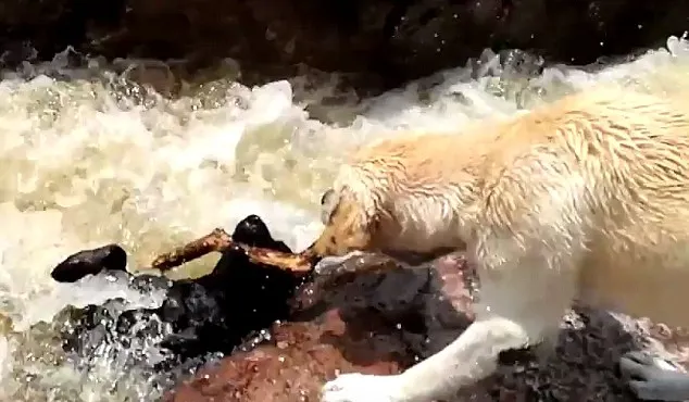 Un câine-erou îl salvează de la înec pe un alt cățel. Video emoționant