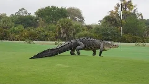 Un aligator uriaş a fost surprins în Florida