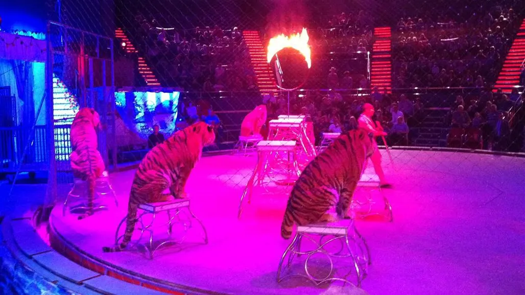 Fără animale la Circul Globus! Decizia a fost luată de Primăria Capitalei