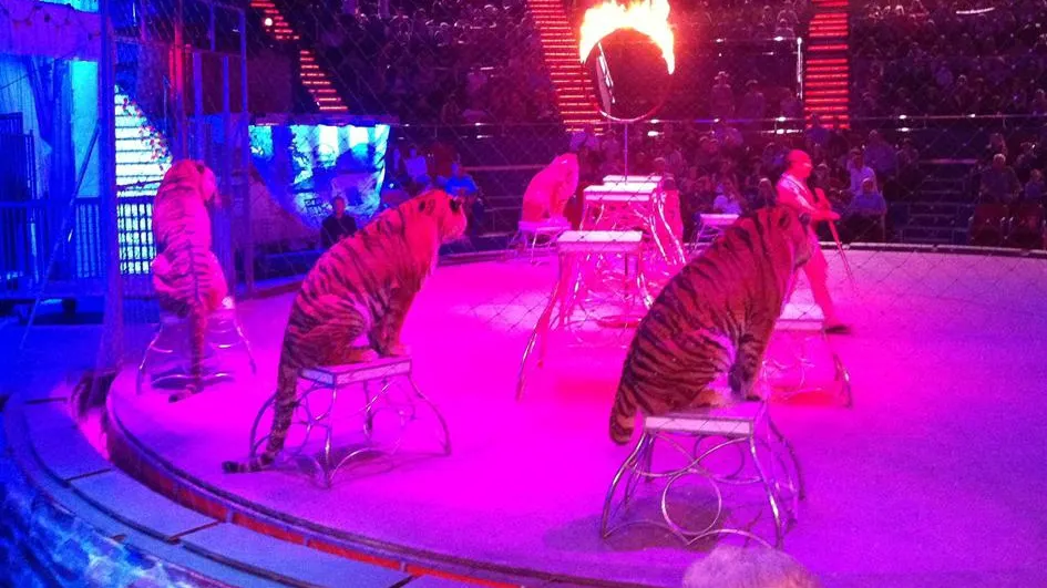 Plângere penală în urma incendiului de la Circul Globus care a omorât 11 animale