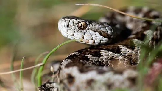 Dealul lui Dumnezeu. Locul din România unde trăiește un animal biblic, unic în lume