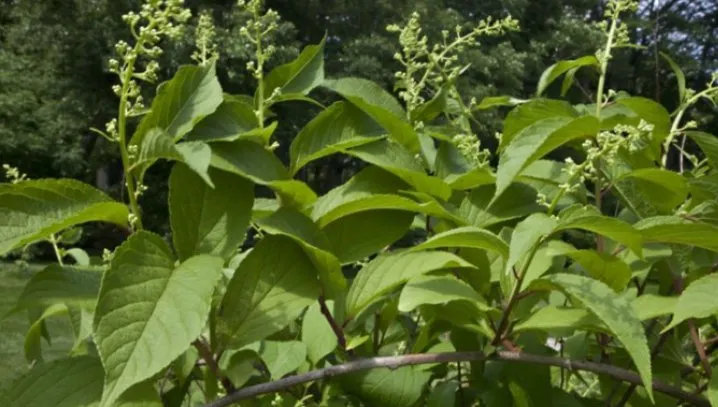 Secretul păstrat cu sfinţenie de chinezi sute de ani: planta care tratează CANCERUL în 40 de zile