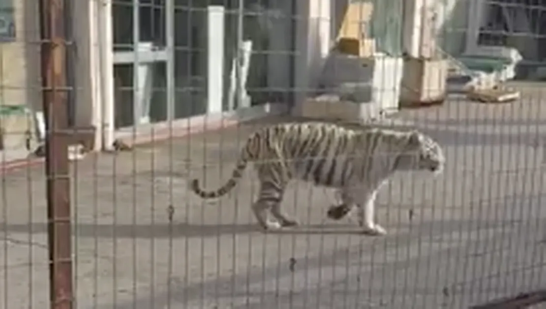 Panică în Sicilia: un tigru a evadat de la circ şi s-a plimbat pe străzile oraşului