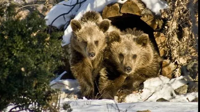 Obiceiuri care trebuie respectate în luna februarie: Ce este Ziua Ursului?