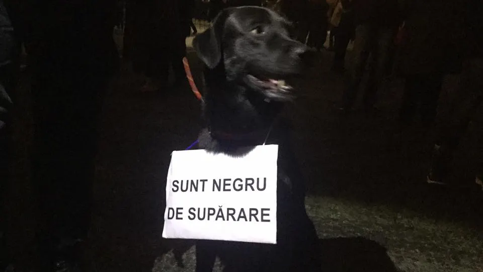 BBC scrie despre protestatarii patrupezi de la București