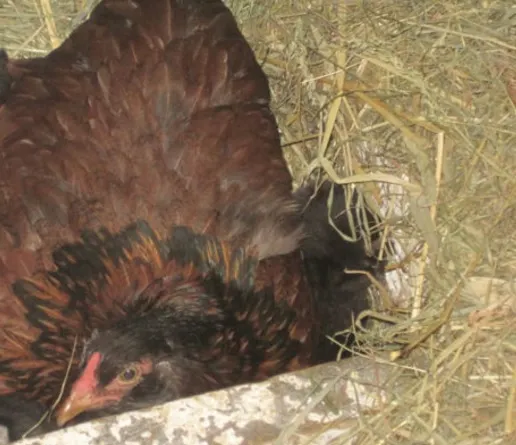 Găina lui era în cuibar, la clocit. A auzit sunete ciudate. S-a uitat sub cloşcă şi a rămas mirat