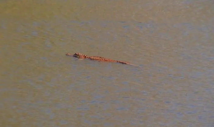 Au văzut o creatură ciudată, de culoare portocalie, în lac. Au scos-o din apă şi au ÎNGHEŢAT. Ce era