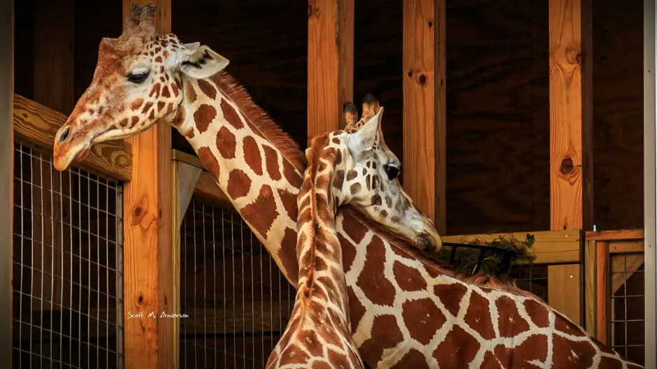 Girafă acuzată de nuditate! Motivul incredibil pentru care s-a cenzurat un clip de la zoo