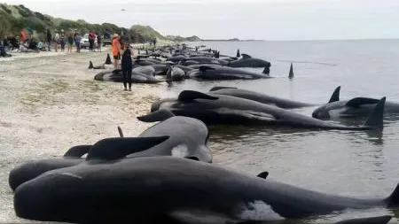 Imagini dramatice cu sute de balene care au eșuat în Noua Zeelandă
