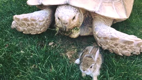 O ţestoasă gigant adoptă un iepuraș rănit. Imagini emoționante