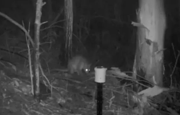 Știi ce animal e acesta? Cum arată creatura ciudată care apare tot mai des într-o pădure