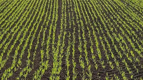 Oamenii de ştiinţă avertizează! Comerțul agricol mondial, ameninţat de un pericol iminent