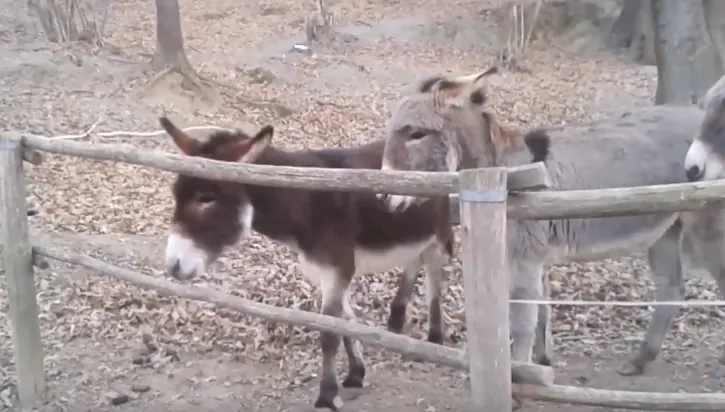 Viaţa grea pentru măgarii din China. Vezi cine le-a pus gând rău şi de ce