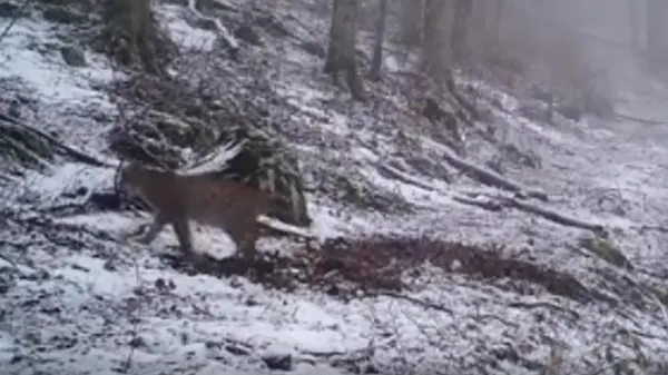 Surpriza pentru pădurari - ce animal extrem de RAR a fost surprins de camere, în România