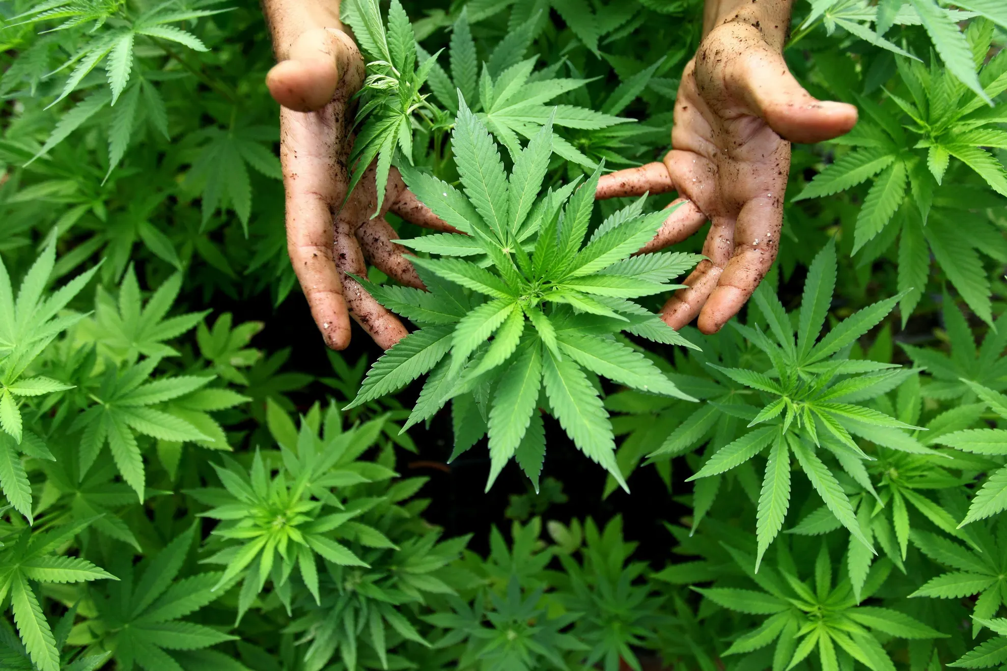 O ţară din Europa va legaliza cultivarea cannabisului